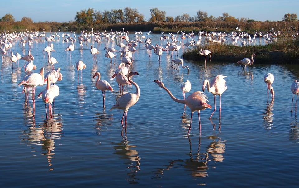 flamingos 1864030 960 720